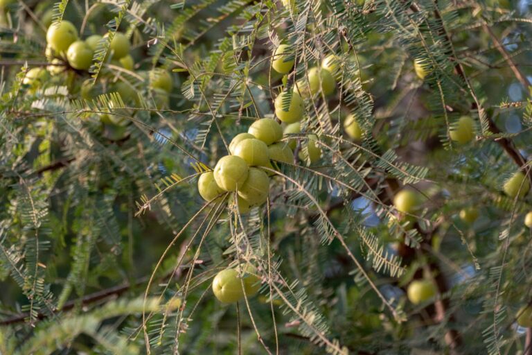 Amla Green: A Superfood Packed with Benefits